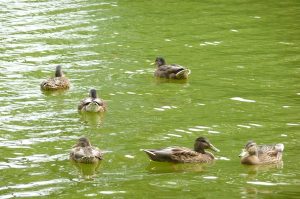 Enten Bad Hersfeld-2 (1)