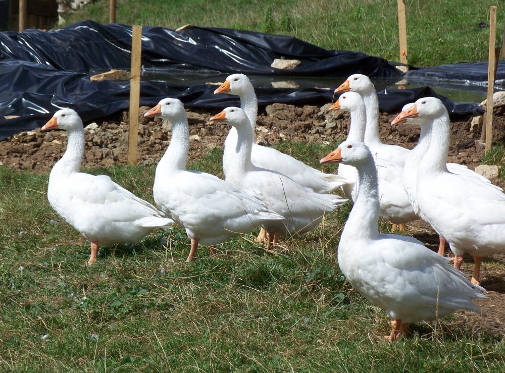 Ganz schön tierisch