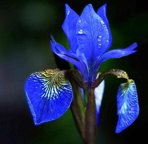 Alles blau oder was?