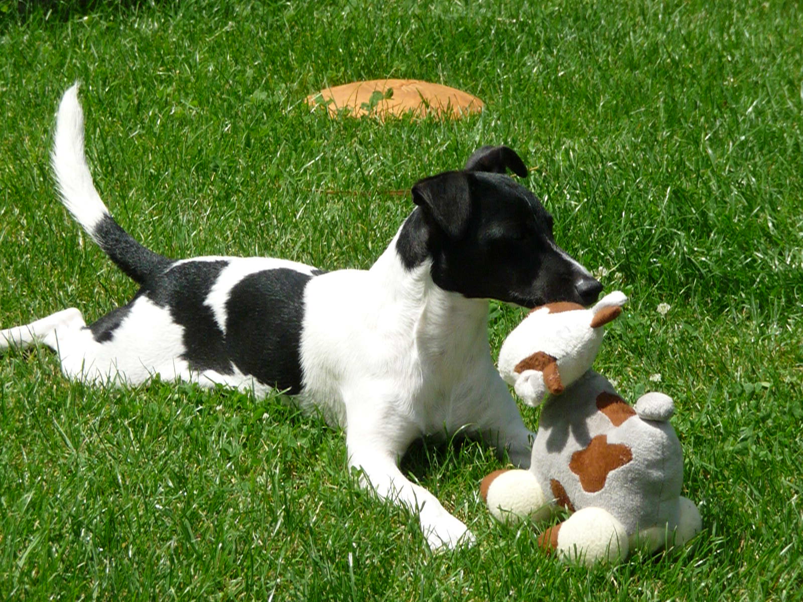 Terrier und Übersetzer