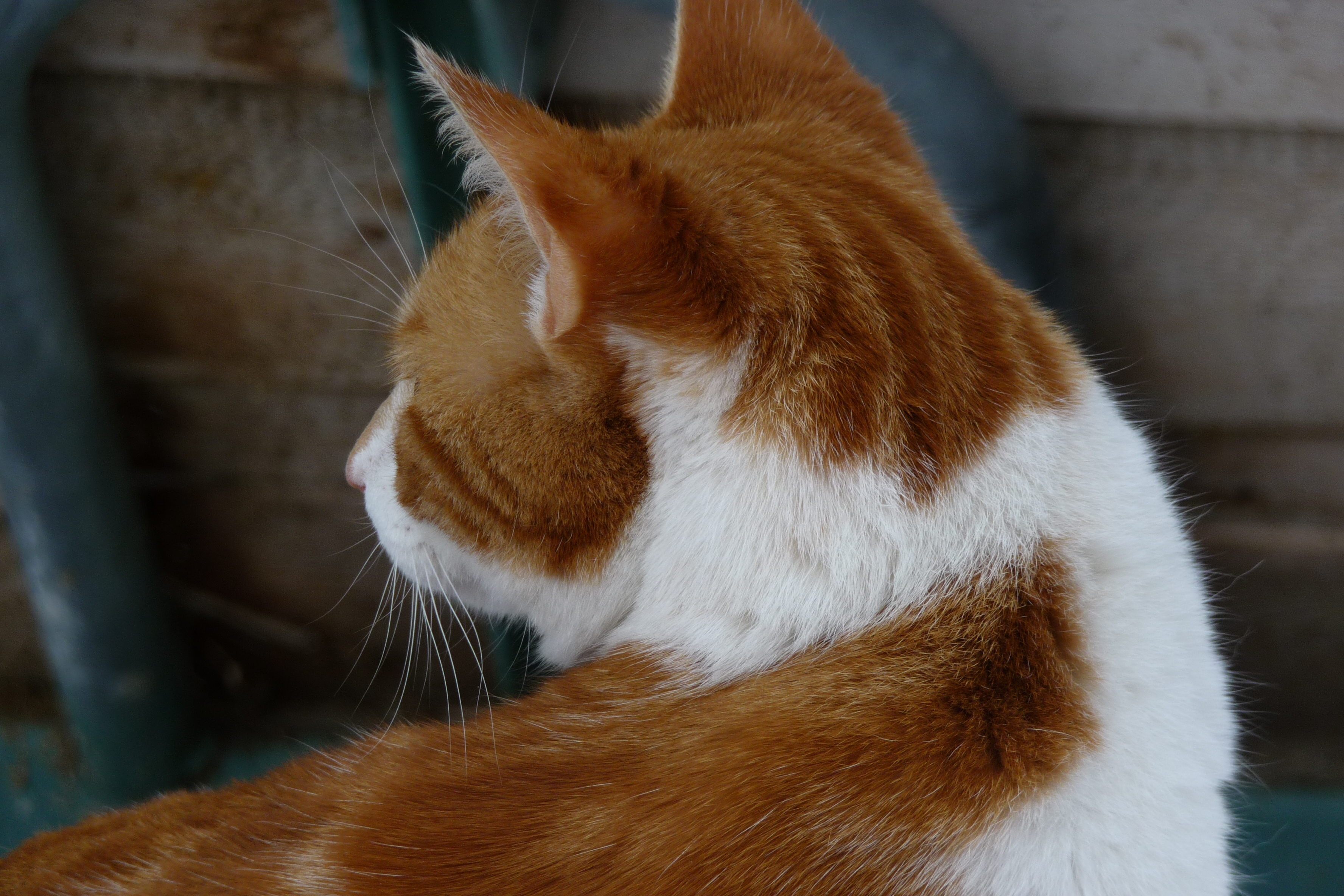 Übersetzer und Katzen – Ähnlichkeiten