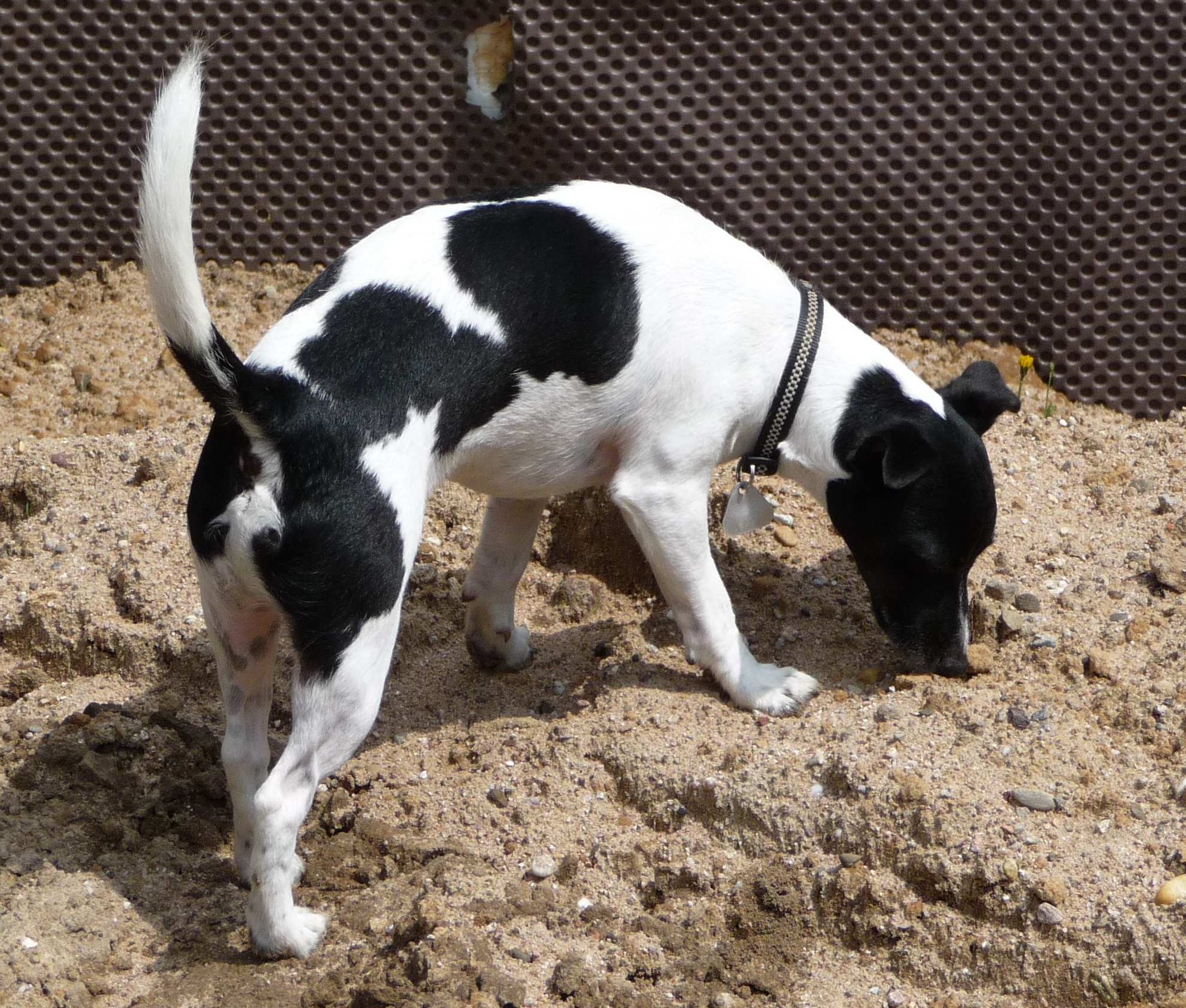 Beruf: Terrier – Folge 1