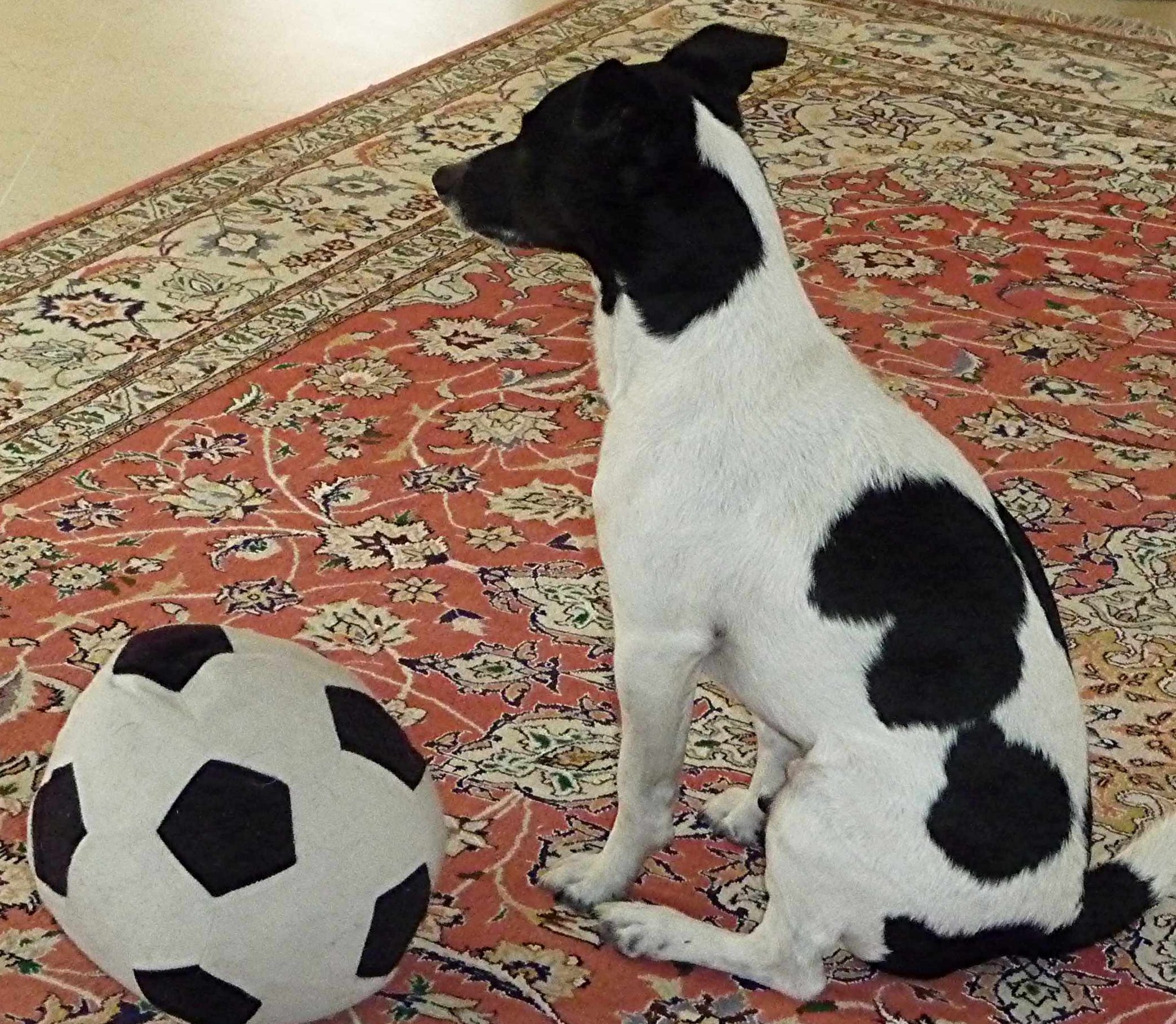 Übersetzer und Fußballer