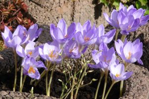 Frühling: zwei Länder, zwei Kulturen