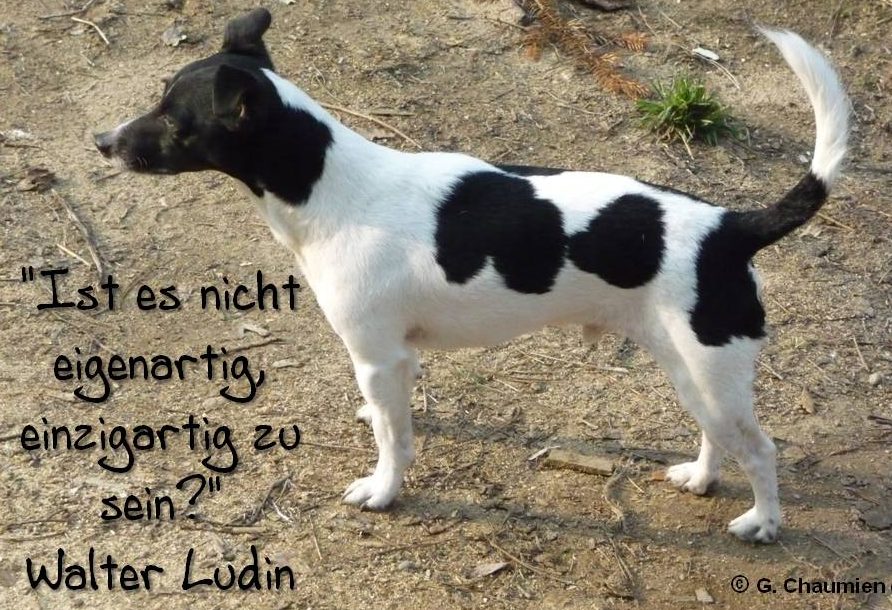 Seelenhunde