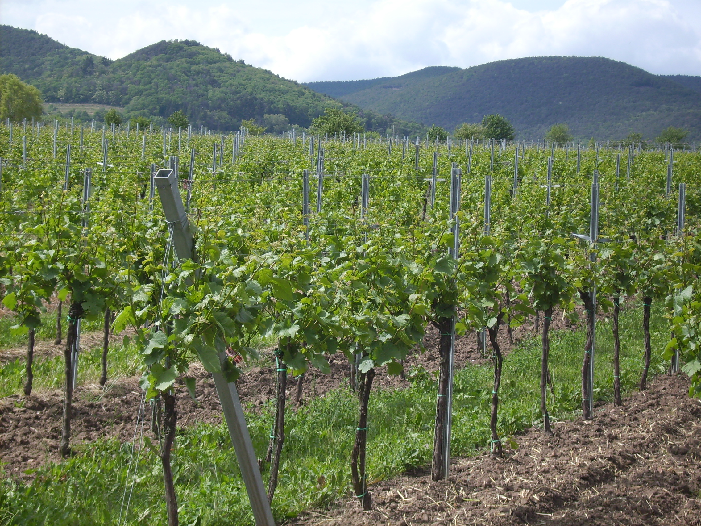 Weinstuben in der Pfalz