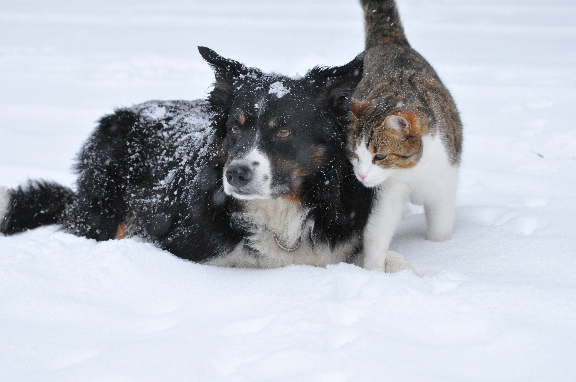 Wie Hund und Katze